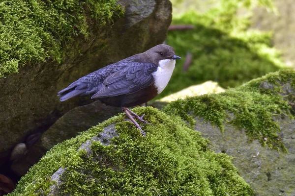 Nahaufnahme Von Niedlichen Wagen Vogel — Stockfoto