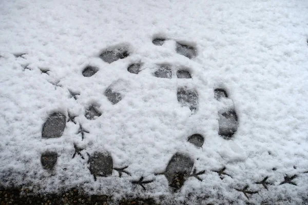 Footprints Bird Man Footprints Snow — Stock Photo, Image
