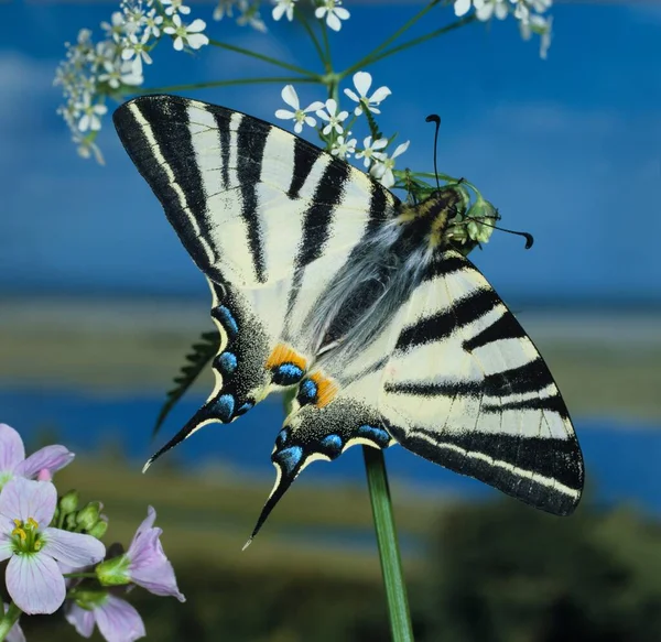 Pequeña Mariposa Flor Concepto Salvajismo — Foto de Stock