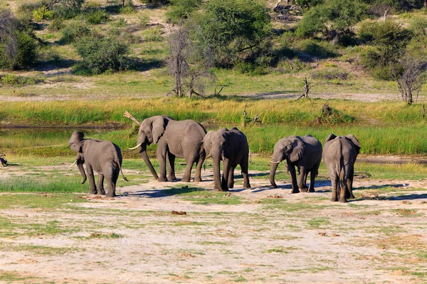 Elephants Herd South Africa Stock Image