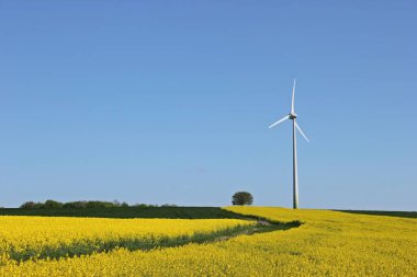 Flowering rapeseed field with tree and wind turbine clipart