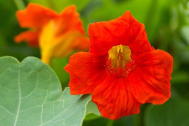 Flower of the Great Capuchin Cress / The large Nasturtium flower clipart