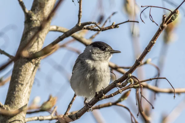 Bir Keşişin Çimen Sivrisineği Bir Dala Oturur — Stok fotoğraf