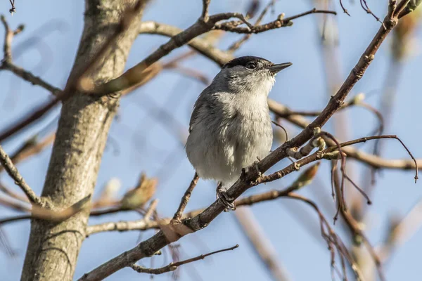 Bir Keşişin Çimen Sivrisineği Bir Dala Oturur — Stok fotoğraf