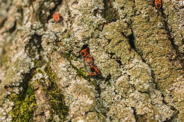나무에 딱정벌레 — 스톡 사진