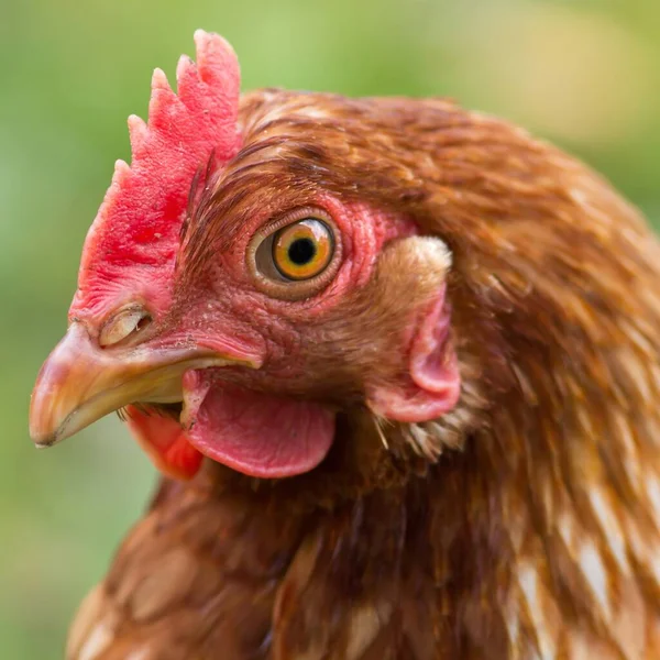 Kurczak Brązowy Brązowy — Zdjęcie stockowe