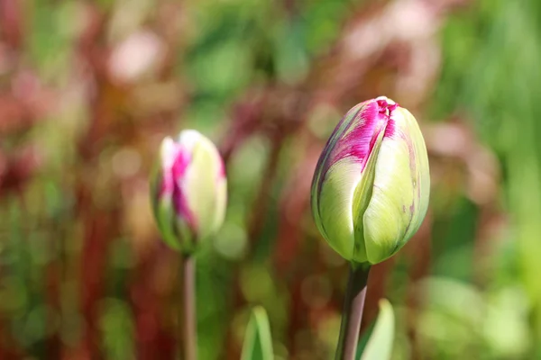 Цветущие Тюльпаны Перед Цветением — стоковое фото