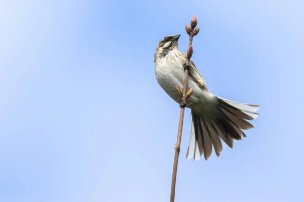 Een Pijp Gors Zit Tak — Stockfoto