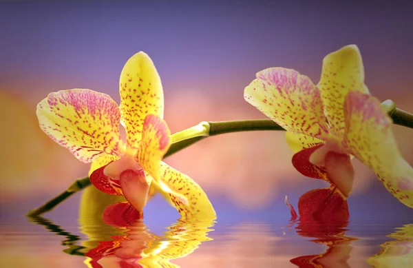 Két Orchideavirág Tükörképpel — Stock Fotó