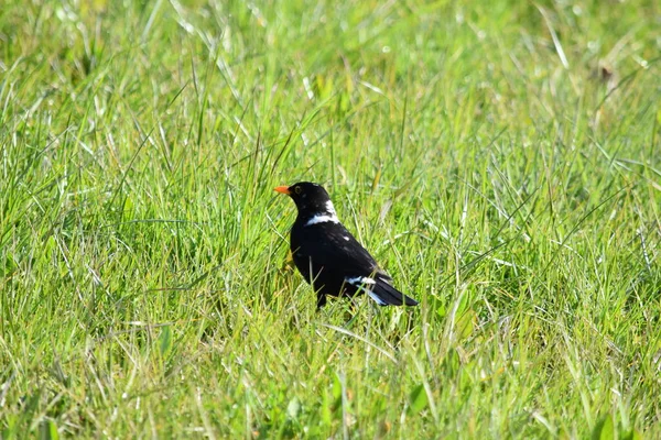 黑鸟鸣禽 鸟类学和动物学 — 图库照片