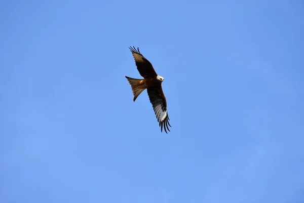 Gaivota Voadora Voo Contra Céu Azul — Fotografia de Stock