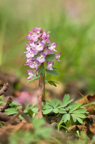 Espuela Alondra Con Dedos Corydalis Tuberado —  Fotos de Stock