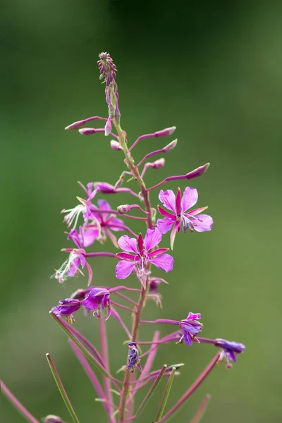 Fialový Květ Zottiges Willow Frogs Běžně Fireweed — Stock fotografie