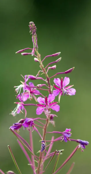 Paarse Bloem Zottiges Wilgenkikkers Gewone Vuurwiet — Stockfoto