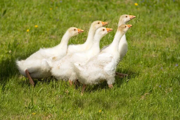 Young House Geese Young House Geese — Stock Photo, Image