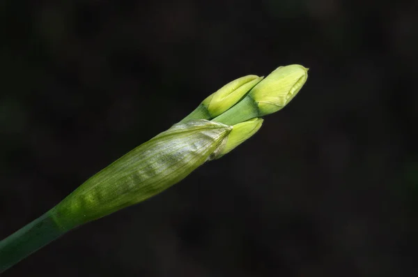 Primer Plano Error Naturaleza Salvaje — Foto de Stock