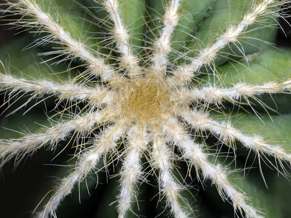 Kaktus Kaktusowa Flora — Zdjęcie stockowe