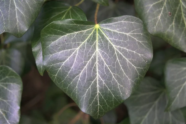 Ivy Daun Memanjat Tanaman Dedaunan Flora — Stok Foto