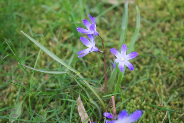 Verschiedene Blüten Selektiver Fokus — Stockfoto