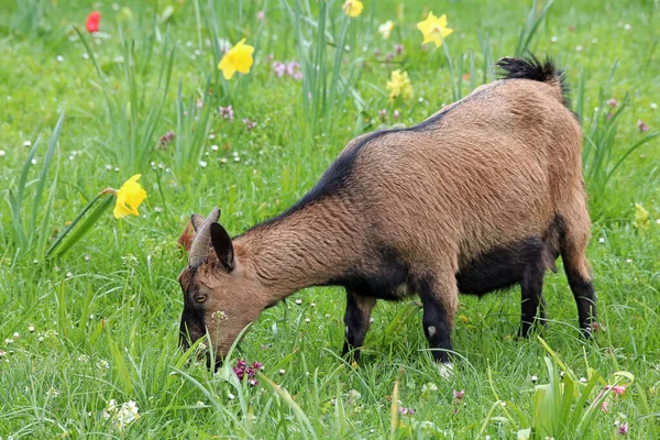 Chèvre Brune Sur Prairie Printanière Colorée — Photo