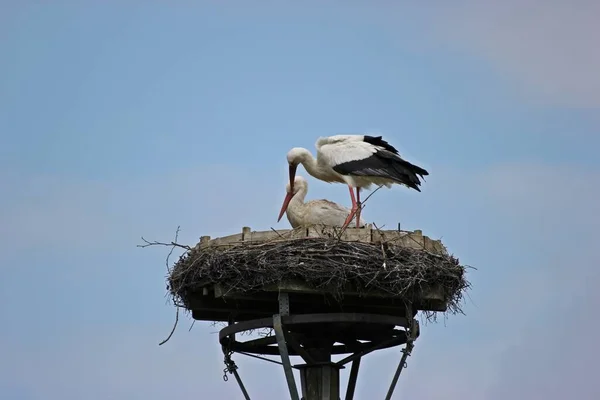 オスの白いコウノトリ Ciconia Ciconia はメスをきれいにします — ストック写真