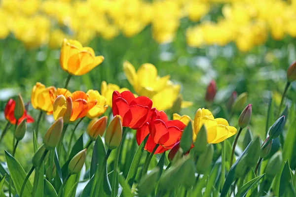 Tulip Flowers Spring Flora — Stock Photo, Image