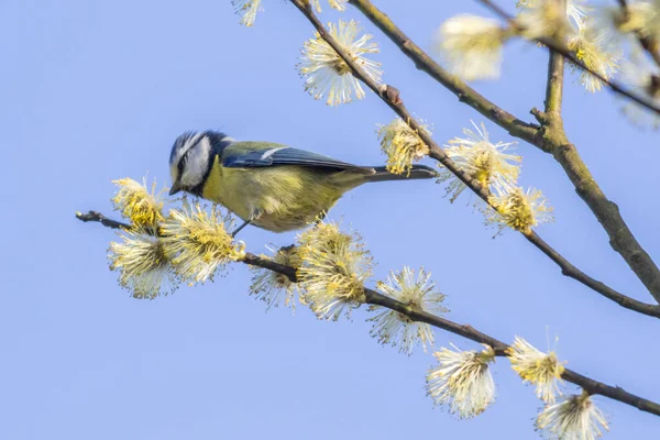 Ein Blau Blühenden Weidenzweig — Stockfoto