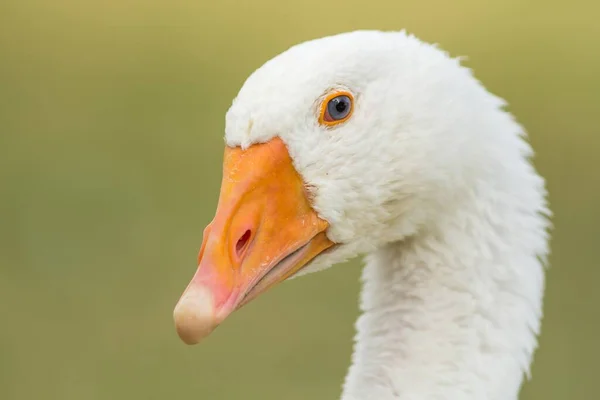 Scenic View Goose Bird Nature — Stock Photo, Image