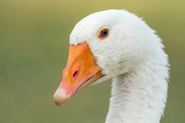 Malebný Pohled Husí Ptáka Přírodě — Stock fotografie