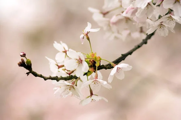 Cerise Fleur Japonaise Prunus Serrulata — Photo