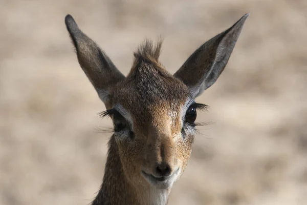 Nahaufnahme Eines Weiblichen Rehs — Stockfoto