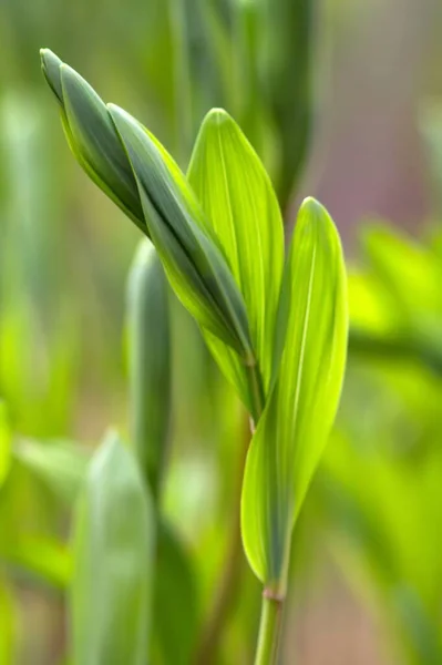 Selo Salomão Real Pouco Antes Inflorescência Polygonatum Odoratum Pouco Antes — Fotografia de Stock