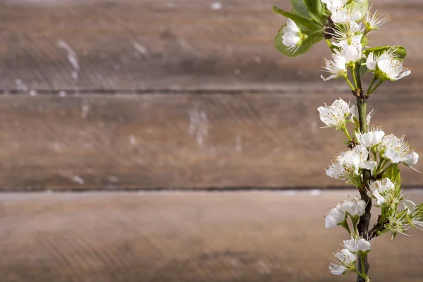 Photo Wooden Background White Flowers Blooming — Stock Photo, Image