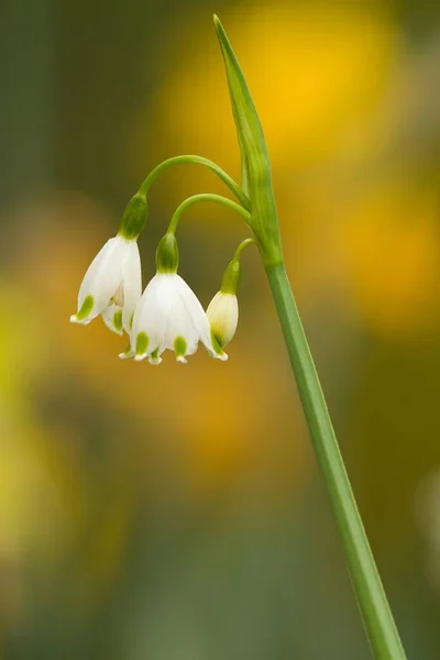 Fleurs Noeud Printanier Devant Des Fleurs Jaunes Floues — Photo