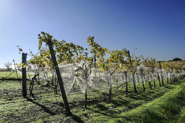 Agriculture Vineyard Grape Trees — Stock Photo, Image