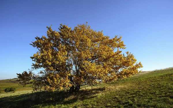 Типовий Пейзаж Деревом Бургенланді — стокове фото