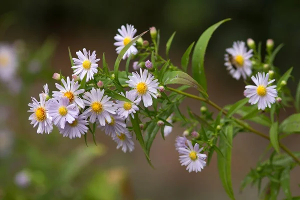 Neubelgische Aster New Belgian Aster — Stock fotografie