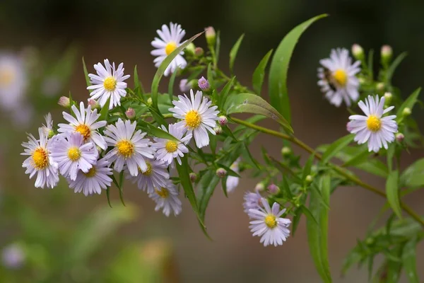 Neubelgische Aster Nuova Aster Belga — Foto Stock