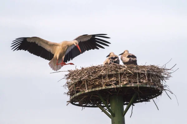 Tre Unge Storker Redet Venter Mat – stockfoto
