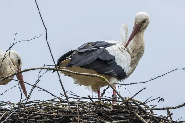 Cegonhas Brancas Durante Construção Ninhos Cuidados Com Ninhos — Fotografia de Stock