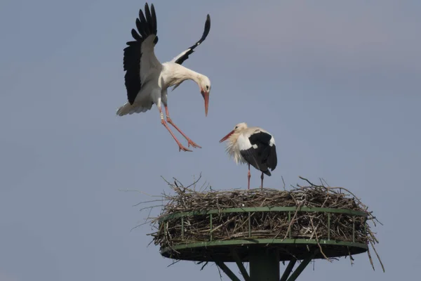 Cigognes Blanches Pendant Construction Entretien Nid — Photo