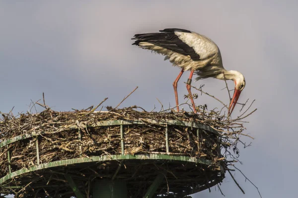 白鹤在筑巢及照顾鸟巢期间 — 图库照片