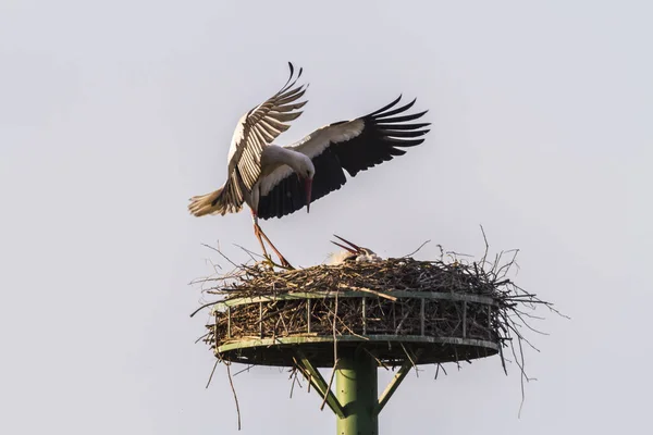 巣作りや巣作り中の白いコウノトリ — ストック写真