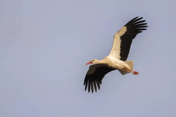 Una Cigüeña Blanca Vuelo — Foto de Stock