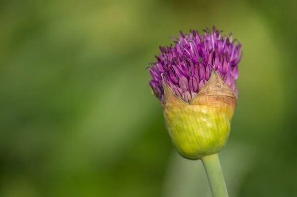 Lápis Ornamentais Gigantes Flor Bulbo Roxo — Fotografia de Stock