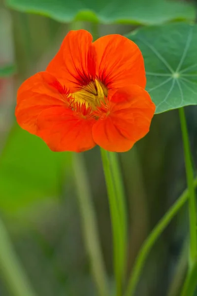Λουλούδι Του Μεγάλου Κάπουσιν Κρες Μεγάλο Λουλούδι Nasturtium — Φωτογραφία Αρχείου
