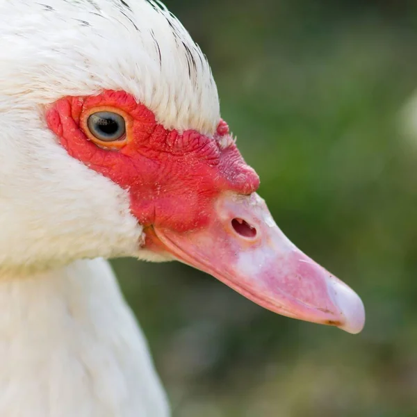 Portret Van Een Vrouwelijke Wrateend — Stockfoto