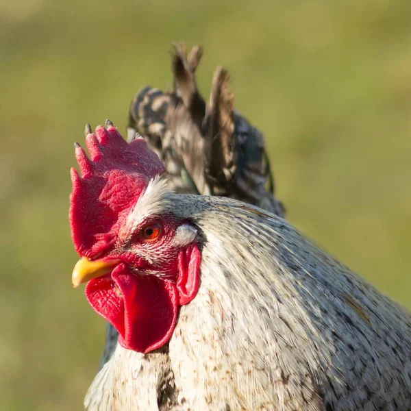 Close Rooster — Stock Photo, Image