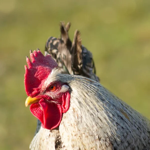 雄鶏の近くで — ストック写真