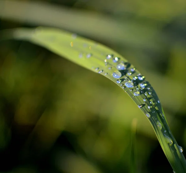 草の茎に雨滴 — ストック写真